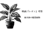 記事「映画『レオン』考察：植木鉢の観葉植物」のイメージ画像