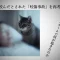 記事猫が咬んだとされた咬傷事故を再考する 特養老人ホームで何が起きたのかアイキャッチ画像